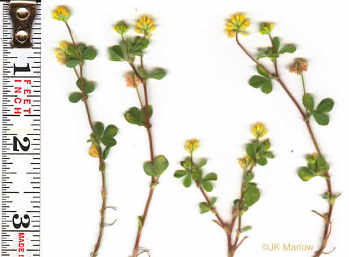 leaf or frond of Trifolium dubium, Least Hop Clover, Low Hop Clover, Suckling Clover