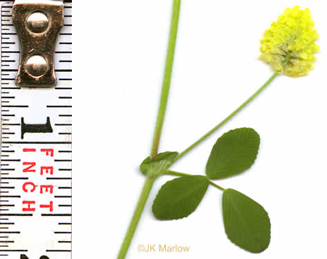 leaf or frond of Trifolium campestre, Hop Clover, Low Hop Clover, Field Clover