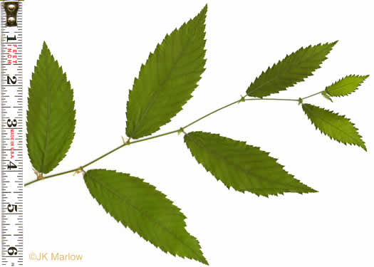 image of Ostrya virginiana, American Hop-hornbeam, Ironwood, Eastern Hop-hornbeam, Leverwood