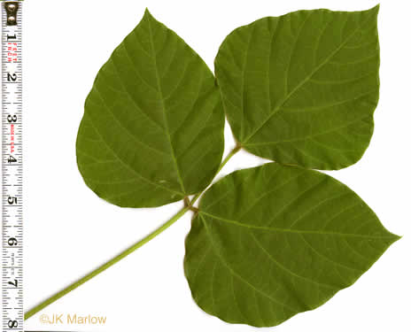 image of Pueraria montana var. lobata, Kudzu, Foot-a-Day