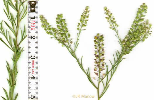 image of Lepidium virginicum var. virginicum, Poor Man's Pepper, Peppergrass