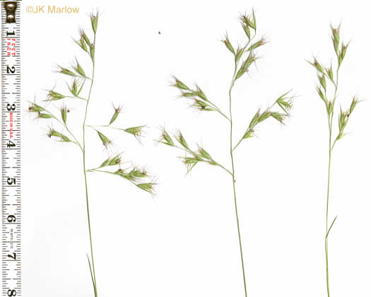 image of Danthonia compressa, Mountain Oatgrass, Flattened Oatgrass, Allegheny Flyback