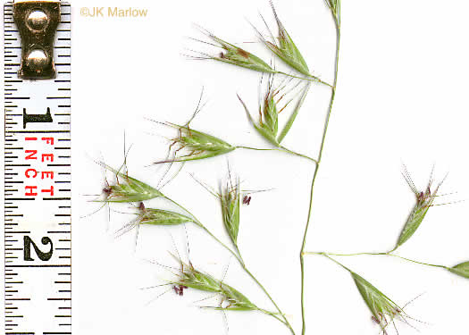 image of Danthonia compressa, Mountain Oatgrass, Flattened Oatgrass, Allegheny Flyback