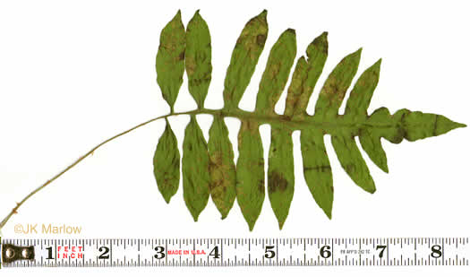 image of Lorinseria areolata, Netted Chain-fern, Net-veined Chainfern