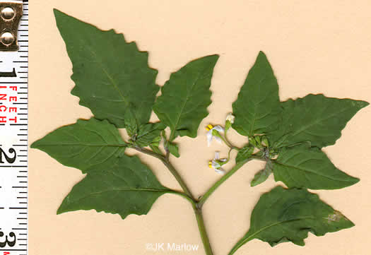 image of Solanum emulans, Eastern Black Nightshade