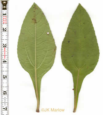 petiole