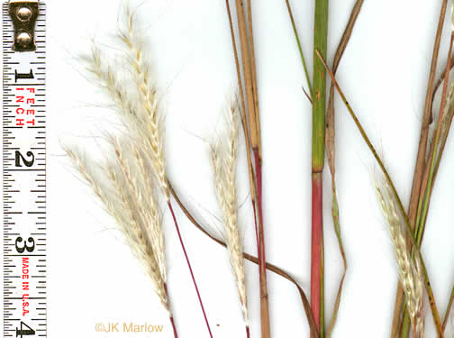 image of Andropogon ternarius, Splitbeard Bluestem, Silvery Bluestem