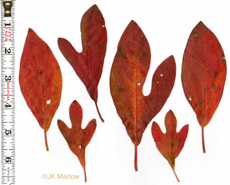 image of Sassafras albidum, Sassafras