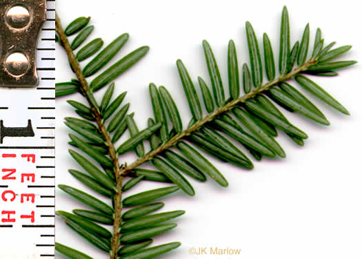 Tsuga canadensis, Eastern Hemlock, Canada Hemlock, Spruce Pine, Hemlock Spruce
