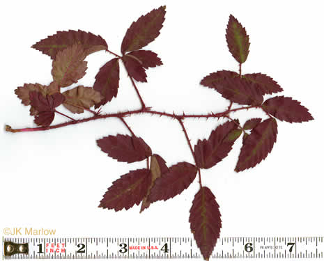 image of Rubus trivialis, Southern Dewberry, Coastal Plain Dewberry