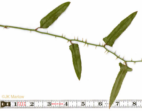 image of Smilax bona-nox var. bona-nox, Fringed Greenbrier, Catbrier, Stretchberry, Tramp's Trouble