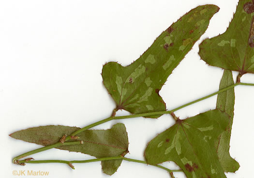 image of Smilax bona-nox var. bona-nox, Fringed Greenbrier, Catbrier, Stretchberry, Tramp's Trouble