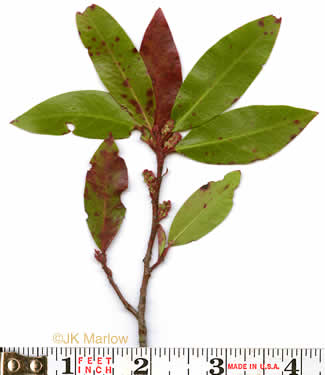 image of Prunus caroliniana, Carolina Cherry Laurel, Carolina Laurel Cherry