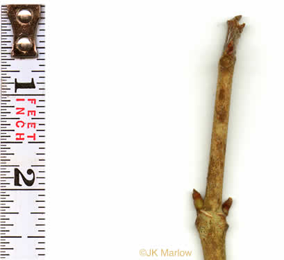 image of Broussonetia papyrifera, Paper Mulberry