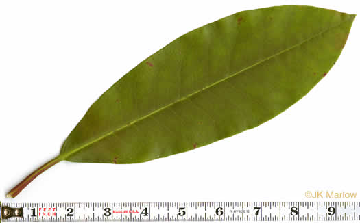 image of Rhododendron maximum, Rosebay Rhododendron, Great Laurel, White Rosebay, Great Rhododendron