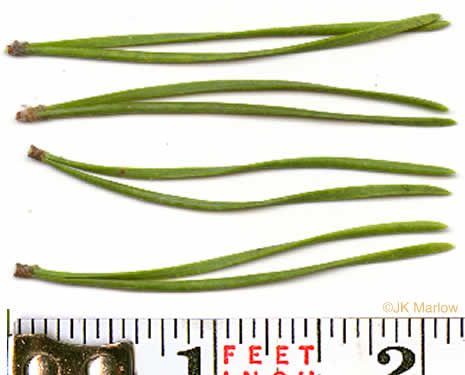 leaf or frond of Pinus virginiana, Virginia Pine, Scrub Pine, Jersey Pine