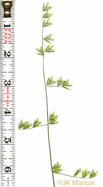 image of Melica mutica, Two-flower Melicgrass