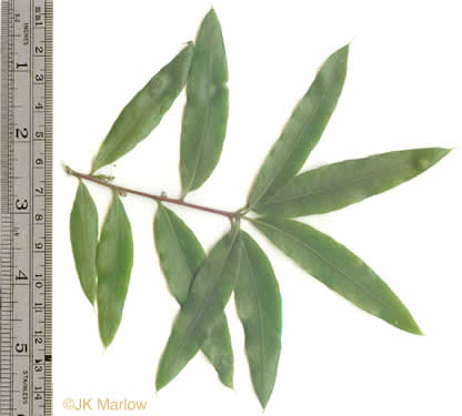 image of Quercus phellos, Willow Oak, "Pin Oak"