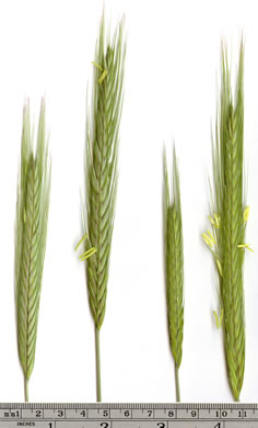 image of Secale cereale, Cereal Rye, Cultivated Rye