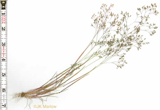 image of Aira elegans, Elegant Hairgrass, Annual Silver Hairgrass