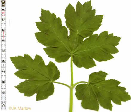 leaf or frond of Heracleum maximum, Cow-parsnip, American Hogweed, Masterwort