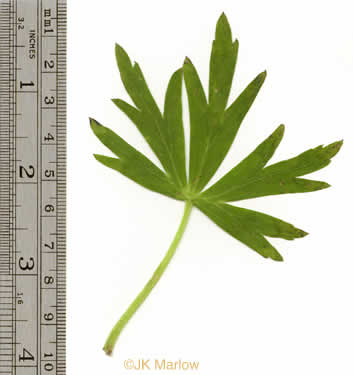 leaf or frond of Delphinium tricorne, Dwarf Larkspur