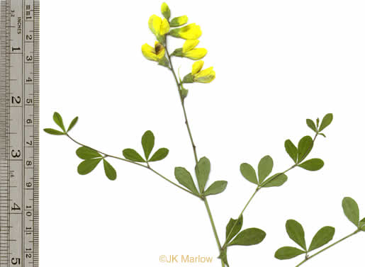 leaf or frond of Baptisia tinctoria, Horsefly Weed, Yellow Wild Indigo, Yellow False-indigo, Rattleweed