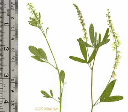 image of Melilotus albus, White Sweetclover, White Melilot