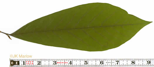 image of Asimina triloba, Common Pawpaw, Indian-banana