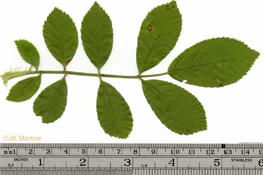 leaf or frond of Rosa multiflora, Multiflora Rose