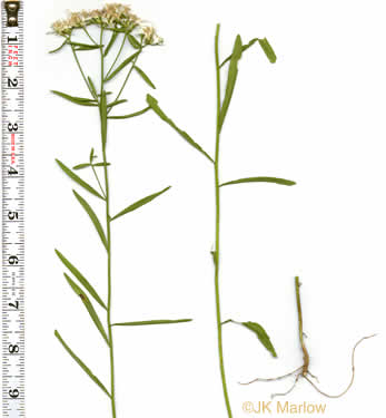 image of Sericocarpus linifolius, Narrowleaf Whitetop Aster, Slender Whitetop Aster