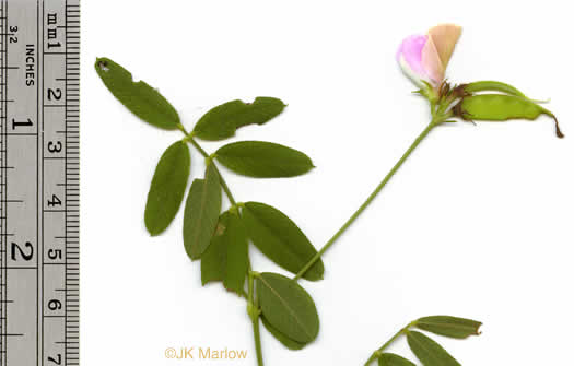 image of Tephrosia spicata, Spiked Hoary-pea, Brown-hair Tephrosia, Tawny Goat's Rue