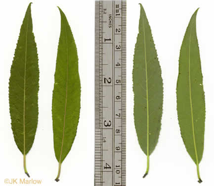 image of Salix sericea, Silky Willow, Shrub Willow, Satin Willow