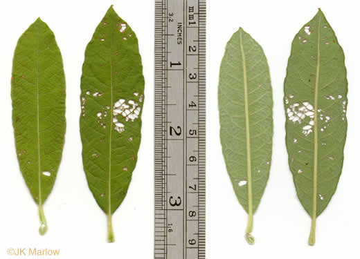 image of Salix humilis, Upland Willow, Prairie Willow