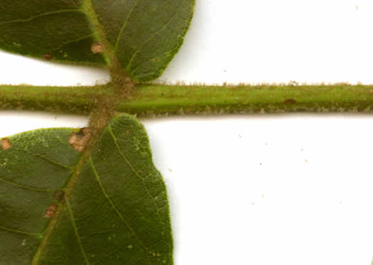 image of Carya tomentosa, Mockernut Hickory, White Hickory