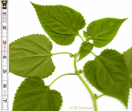 image of Fatoua villosa, Mulberry-weed, Crabweed, Foolish-weed