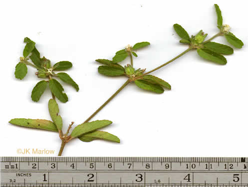 image of Croton glandulosus var. septentrionalis, Doveweed, Tooth-leaved Croton, Sand Croton, Northern Croton