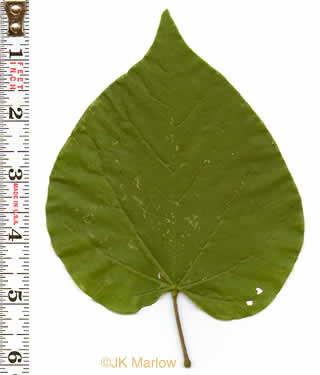 petiole