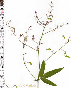 image of Desmodium paniculatum var. paniculatum, Panicled Tick-trefoil