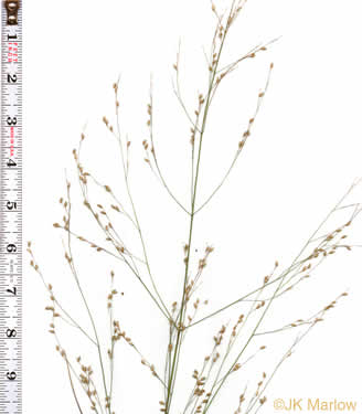 image of Panicum virgatum var. virgatum, Switchgrass, Prairie Switchgrass