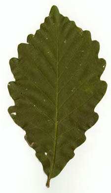 image of Quercus montana, Rock Chestnut Oak, Mountain Oak, Tanbark Oak