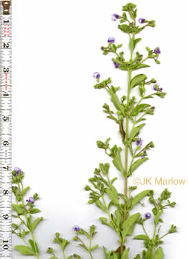 image of Trichostema dichotomum, Common Blue Curls, Forked Bluecurls