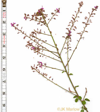 image of Desmodium ciliare, Hairy Small-leaf Tick-trefoil, Littleleaf Tick-trefoil