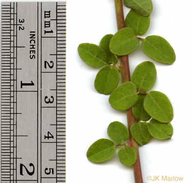 Desmodium ciliare, Hairy Small-leaf Tick-trefoil, Littleleaf Tick-trefoil