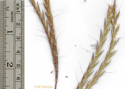 image of Andropogon gerardi, Big Bluestem, Turkeyfoot