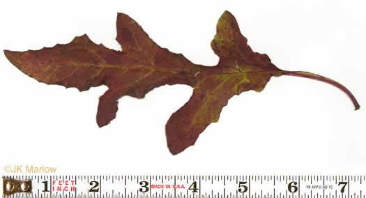image of Nabalus trifoliolatus, Gall-of-the-earth, Three-leaved Rattlesnake-root