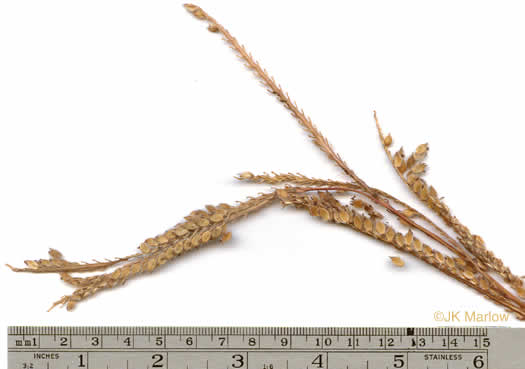 image of Paspalum urvillei, Vasey Grass