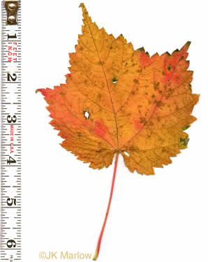 image of Acer spicatum, Mountain Maple