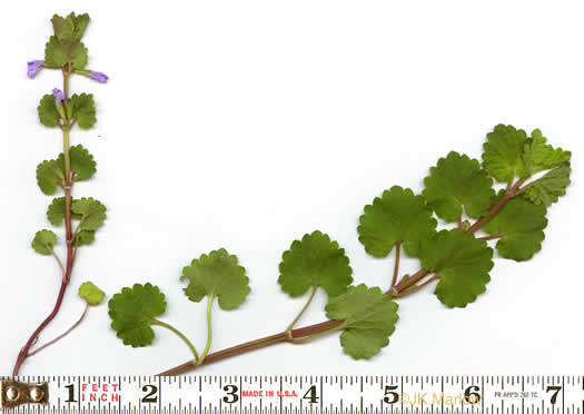 leaf or frond of Glechoma hederacea, Ground Ivy, Gill-over-the-ground, Creeping Charlie