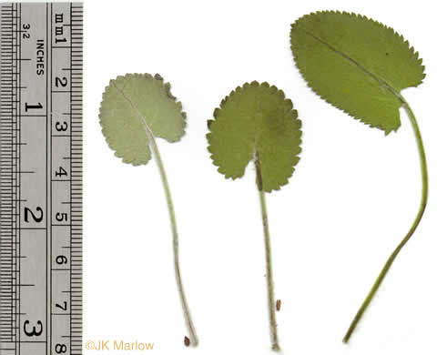 leaf or frond of Packera serpenticola, Buck Creek Ragwort, Serpentine Ragwort